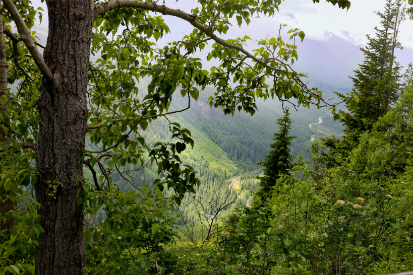 Scenic overlook from Glacier National Park.